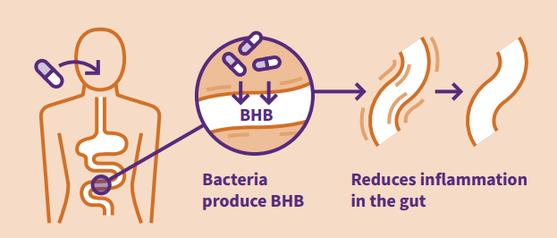 3HB drug delivery to gut halts inflammation